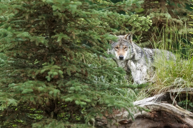 Lone-wolf-hiding-in-trees.jpg